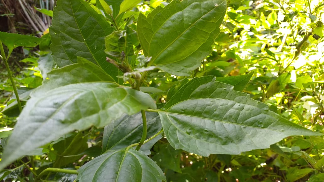 Tanaman Gulma Banyak Manfaat